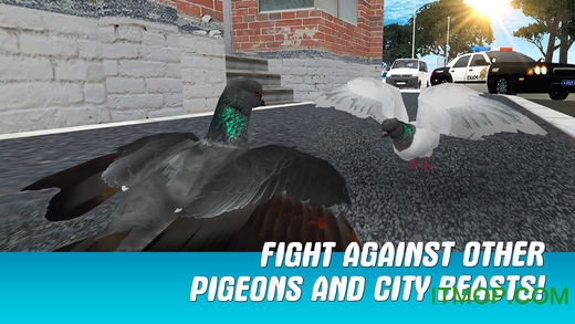 城市之鸽模拟3D破解版(City Bird Pigeon Simulator 3D)