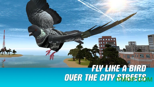 城市之鸽模拟3D破解版(City Bird Pigeon Simulator 3D)