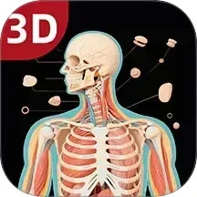 3D人体解剖图