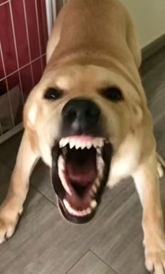 大狗叫叫叫 大狗叫叫叫
