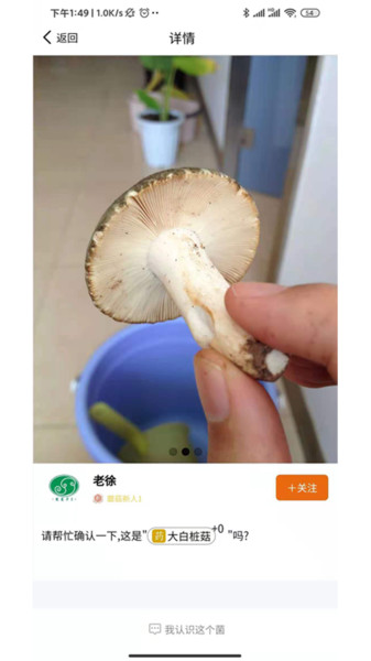 菌窝子 菌窝子