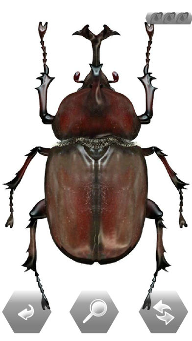 世界の昆虫採集 ライト版