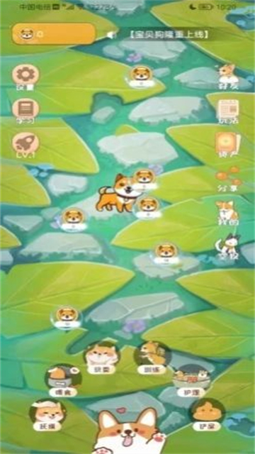 宝贝狗 宝贝狗
